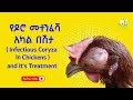 Infectious Coryza In Chickens And How To Treat The Disease 