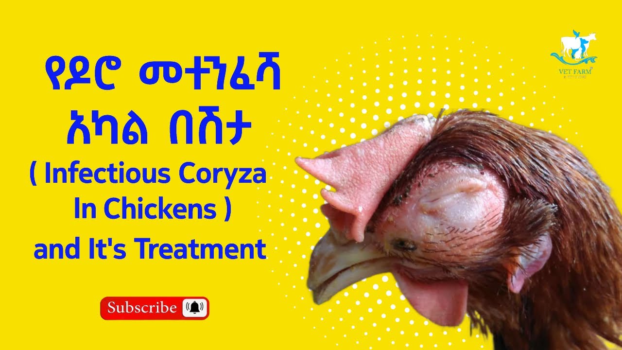 የዶሮ መተንፈሻ አካል በሽታ እና መፍትሄው || Infectious Coryza In Chickens and How to treat the disease