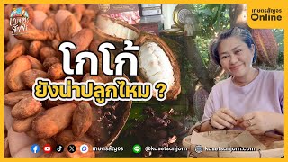 ปลูกโกโก้ดีไหม ? ปลูกยังไงให้มีรายได้ แนวทางการสร้างรายได้จากโกโก้ | เกษตรสัญจร「Online」