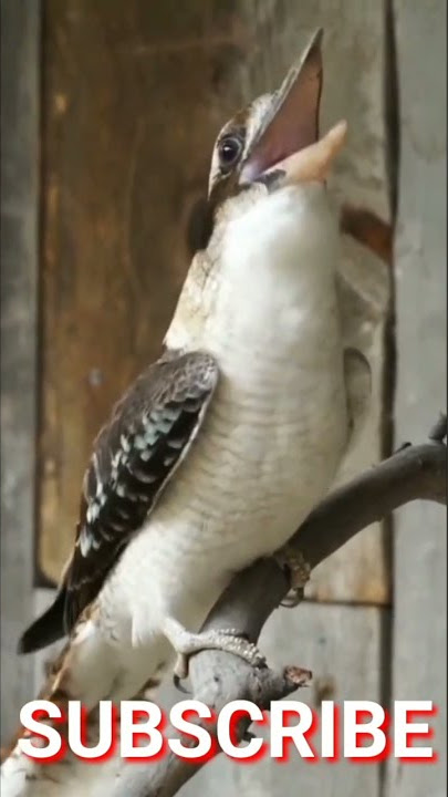 UNIK SUARA BURUNG KOOKABURRA#shorts