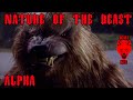 Alpha Wolf Transformation – Shooting Scene – Werewolf Movie – Nature Of The Beast
