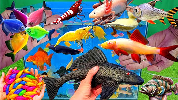 Video tổng hợp cá cảnh đẹp, vịt con, cá koi, cá trê, cá betta, cá vàng oranda, guppies