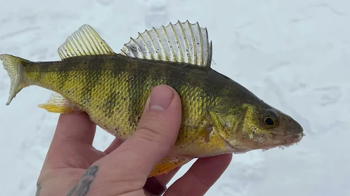Panfish Success