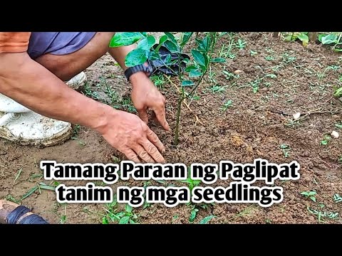 TAMANG PARAAN NG PAGLIPAT TANIM NG MGA SEEDLINGS