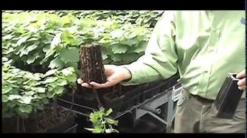 How Grapevines are Produced