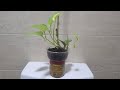 Boy d Xplorer at Home: Best DIY Pot for Money Plant (Epipremnum Aureum) w/ Removable Water Container