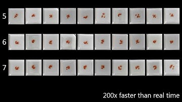 low numbers of dancing decanol droplets