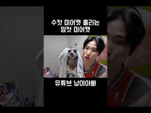 수컷 미어캣 홀리는 암컷 미어캣