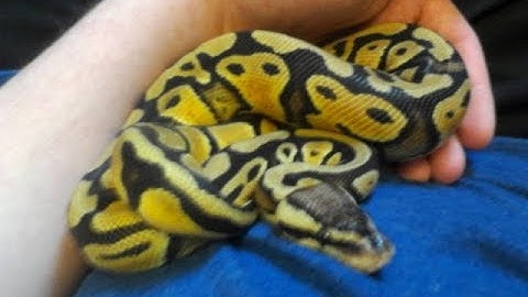 Ball Python Unboxing!!! - Benjamin