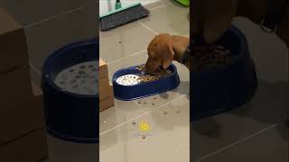 Ele só come a ração se for com leite 😱