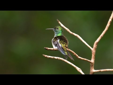 Mangrove Hummingbird