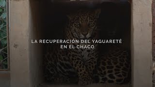 LA RECUPERACIÓN DEL YAGUARETÉ EN EL CHACO Parte II