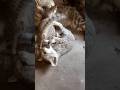Cute Kittens Have The Funniest Fight Ever 😹🐾 #nature #usa #us #wildlife #cat