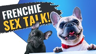 French Bulldog Sex: It&#39;s Complicated!