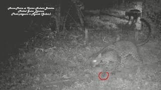 Can A Leopard Without A Front Left Foot Survive? Une Panthère Amputée Peut-Elle Survivre ?