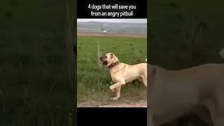 top 4 best defend dogs☠️ aganest pitbull #pitbull #viral #shorts #youtubeshorts