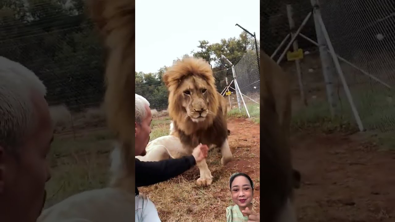The Protective King Lion Animails Deanschneider