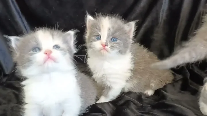 Video 2021461: maine coon cross kittens, maine coon female kitten, calico female, beautiful calico