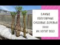 ВСЕ ЛАНДШАФТНИКИ В ВОСТОРГЕ! САМОЕ ЖЕЛАННОЕ ДЕРЕВО В САДУ 2022!