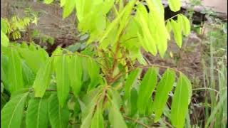 PAK EKO PETIK CABE BUAT MAKAN