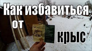 видео Как избавиться от крыс в курятнике навсегда