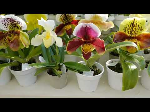 带你看看日本的洋蘭園  Orchid Garden　in Japan