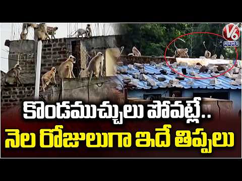Villages facing monkey problem in Nirmal District | V6 News