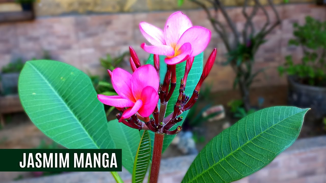COMO PLANTA O JASMIM MANGA NO VASO E DICAS DE COMO CUIDAR
