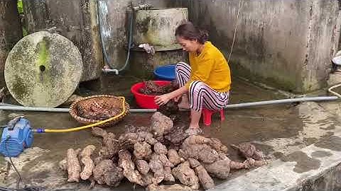 sơ chế hà thủ ô đỏ đúng cách để trị tóc bạc sớm,  tóc gẫy rụng