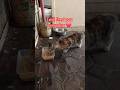 078 FEEDING STRAY CATS