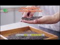 From a single leaf to a perfect cup of tea 🌱 Real footage of our medicinal and edible herbal tea pr