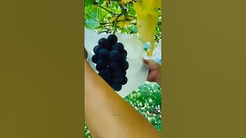 grapes farming fruit#grape #grapenation #grapecare #farming #grapecity