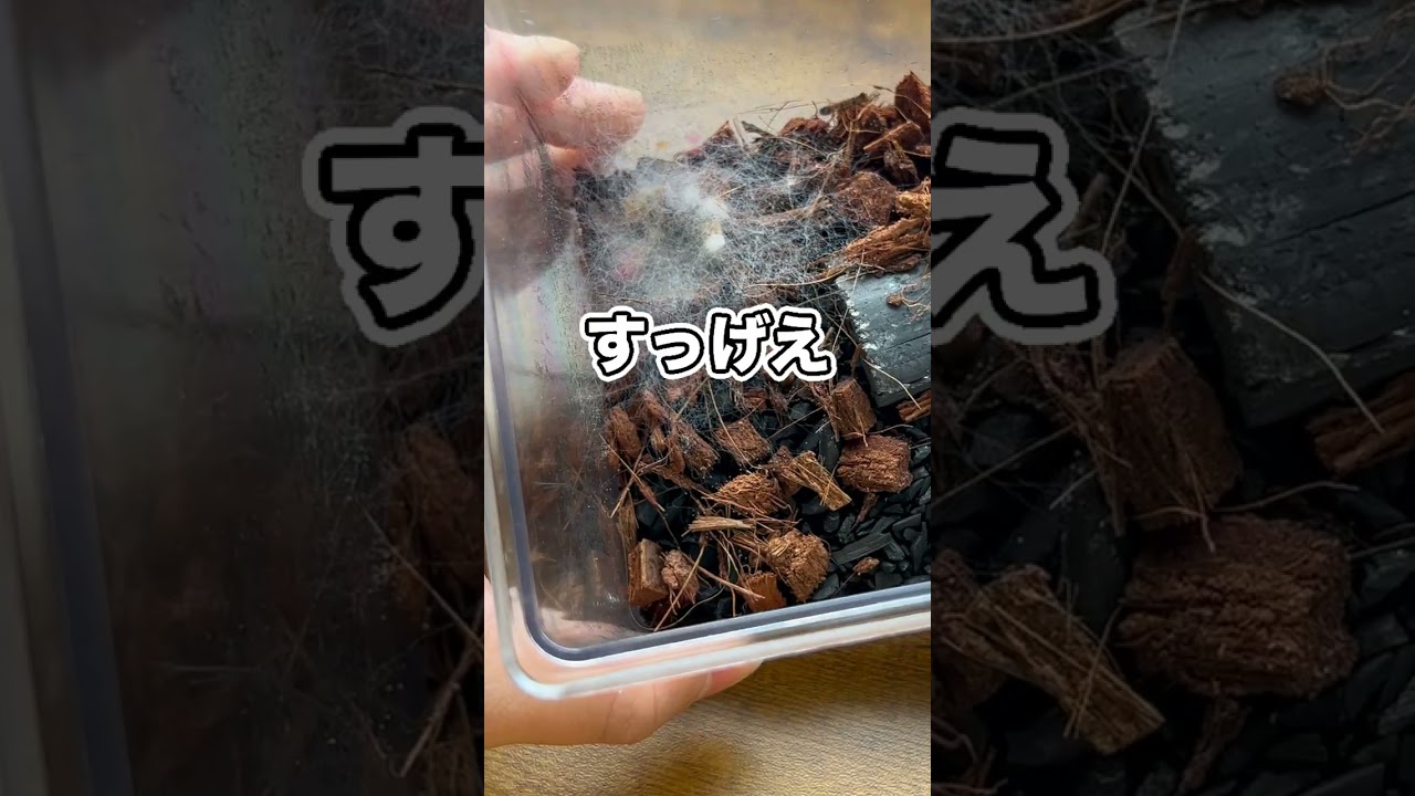 ペットを飼育している虫かごにカビが生えてしまいました…
