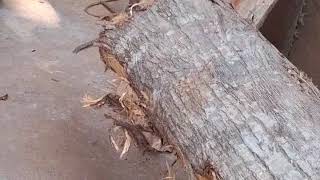 Phản sập xẻ hai tấm em làm sỉ đét các bác