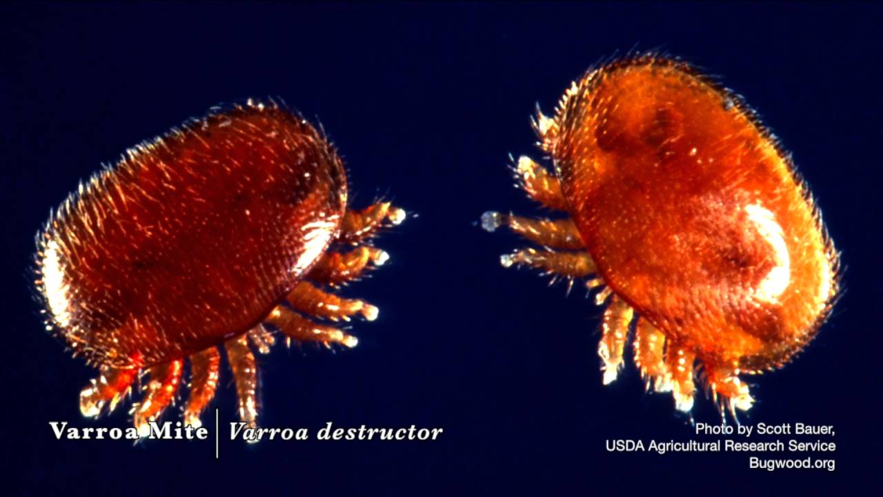 Neonicotinoids: What We Know