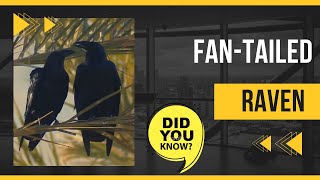 fan-tailed raven facts by Amazing Planet! 124 views 1 year ago 2 minutes, 20 seconds