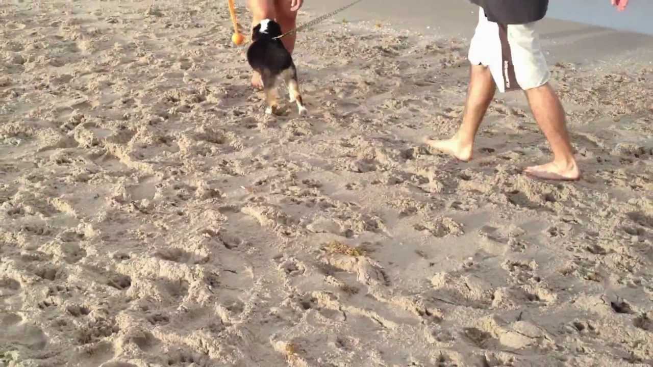 Dog Friendly Beach Palm Beach County Florida YouTube