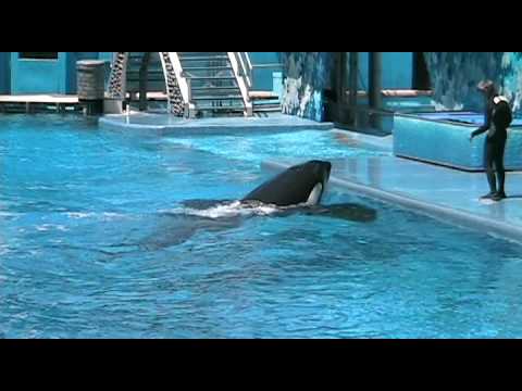 Macie E watches Killer Whales at Sea World in Orlando Part 3