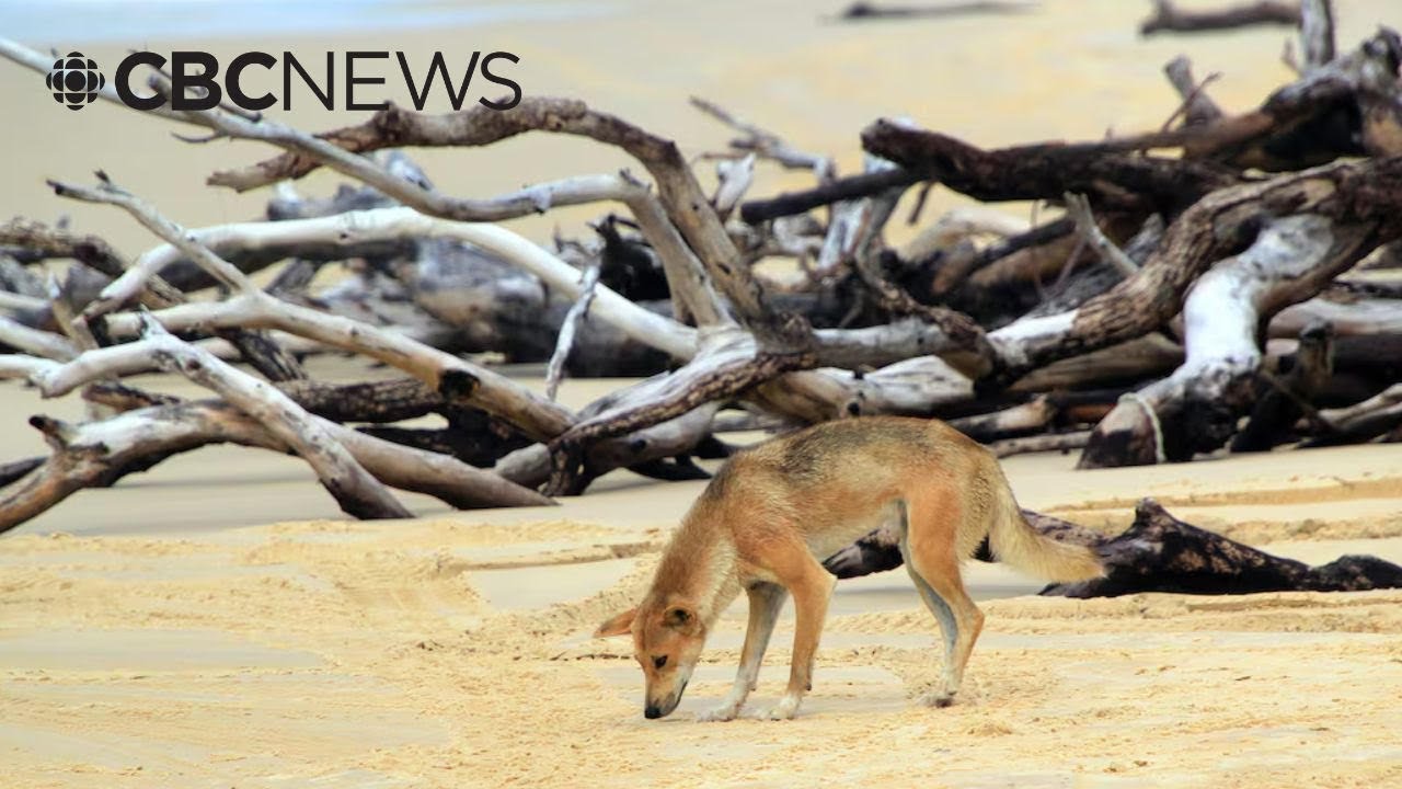 Young Canadian woman found dead on Australian beach