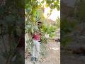 Magic ✨ Nahin Hua To Bhai Patta khane Laga |#viralvideo #magic #shortvideo #shorts