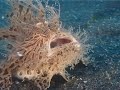 Волосатая рыба - лягушка - с необычным внешним видом