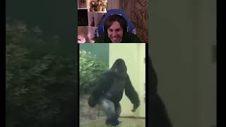 Rraene-Koşan Gori̇l