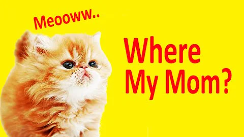 Video 11002541: little kitten meowing, pets compilation, pets mom, kitten funny, funny cat