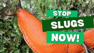 Best Ways to Get Rid of Slugs & Snails in Your Garden 🐌