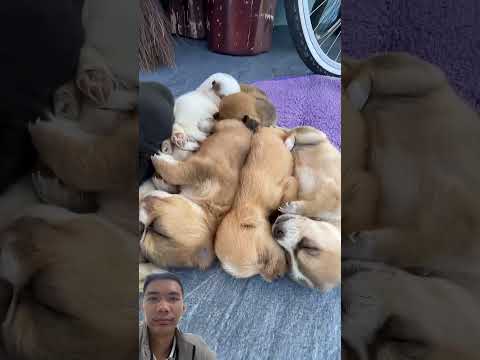 #cutepuppy #love #viral #pets thumbnail