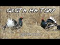 Весенняя охота на тетеревином току | Охота на косачей 2021