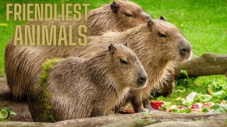 10 Most Friendliest Animals in the World