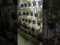 तूफान में भी सुकून इन फूलों के साथ 😌#flowers # #greenlove #nature #reels #shorts#plants #shorts