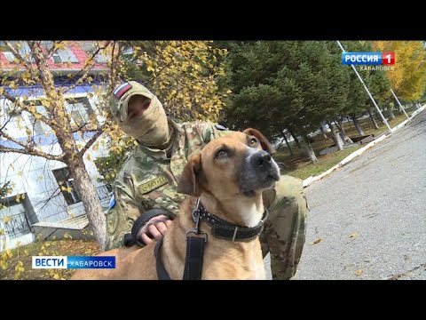 Видео: Факты о собаках Болоньезе