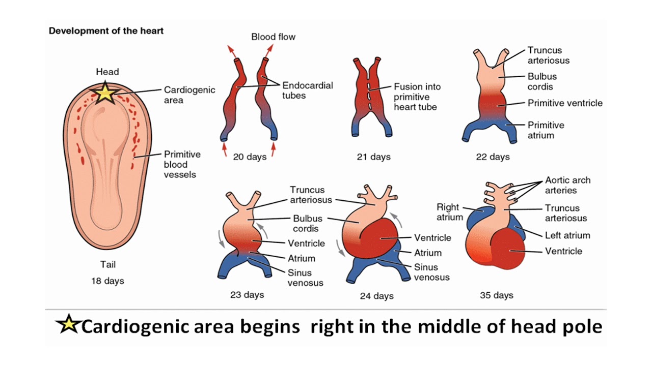 развитие сердца вопросы